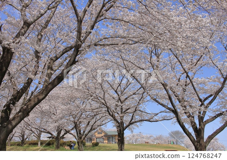 Sakura World Sakura World 124768247