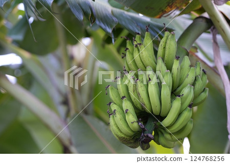 Green bananas growing well 124768256