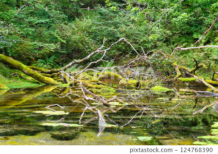 Senjogahara Izumimon Pond (Nikko City, Tochigi Prefecture) 124768390