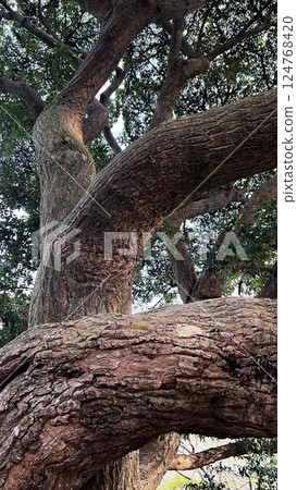 Big tree, big Castanopsis cuspidata tree, Chinese linden tree, giant Chinese linden tree 124768420