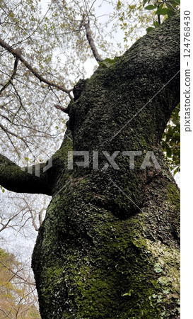 Strong cherry trees, large Somei Yoshino trees, old cherry trees, large cherry trees over 50 years old Strong cherry trees, large Somei Yoshino trees, old cherry trees, large cherry trees over 50 years old 124768430