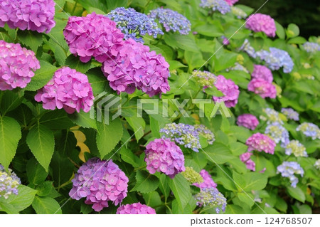 Colorful hydrangea Colorful hydrangea 124768507