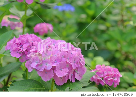 Beautiful pink hydrangea Beautiful pink hydrangea 124768509