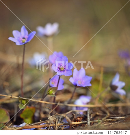 Spring flower. Beautiful blooming first small flowers in the forest. Hepatica. (Hepatica nobilis) 124768647