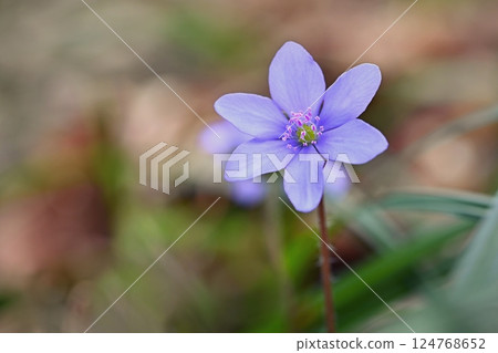Spring flower. Beautiful blooming first small flowers in the forest. Hepatica. (Hepatica nobilis) Spring flower. Beautiful blooming first small flowers in the forest. Hepatica. (Hepatica nobilis) 124768652
