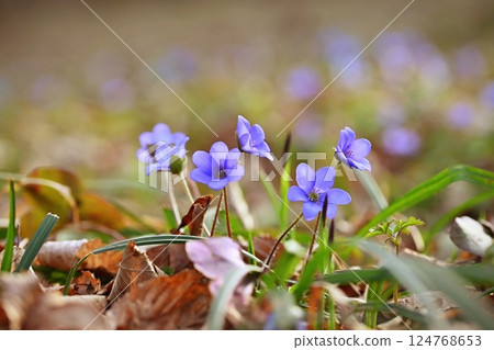 Spring flower. Beautiful blooming first small flowers in the forest. Hepatica. (Hepatica nobilis) 124768653