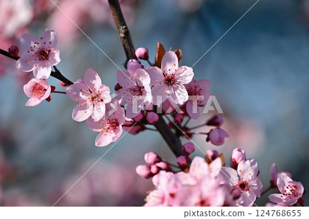 Spring background. Beautiful colorful blooming spring tree. Japanese cherry - Sakura. Nature background. 124768655