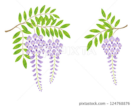 Wisteria flowers Wisteria flowers 124768876