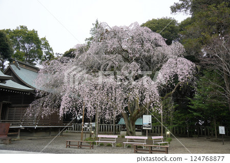 吉田神社垂枝櫻花 124768877