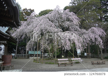 Yoshida Shrine Weeping Cherry Yoshida Shrine Weeping Cherry 124768878