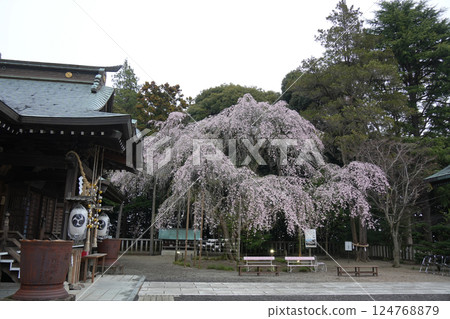 吉田神社垂枝櫻花 124768879