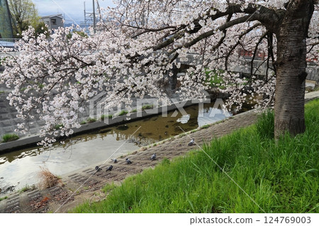 [Takada Senbonzakura / Yamatotakada City, Nara Prefecture] 124769003
