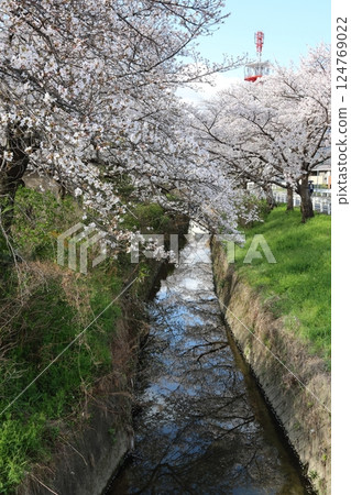 [Takada Senbonzakura / Yamatotakada City, Nara Prefecture] 124769022
