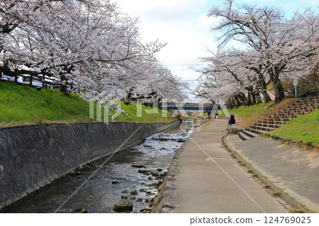 [Takada Senbonzakura / Yamatotakada City, Nara Prefecture] 124769025