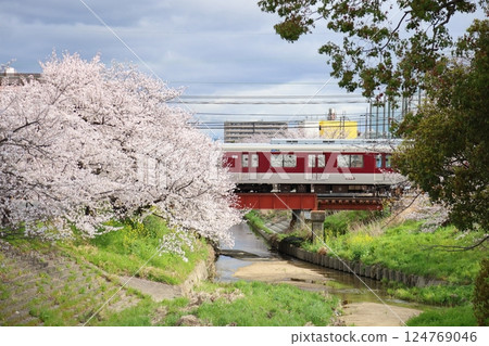 [Takada Senbonzakura / Yamatotakada City, Nara Prefecture] 124769046