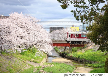 [Takada Senbonzakura / Yamatotakada City, Nara Prefecture] 124769048