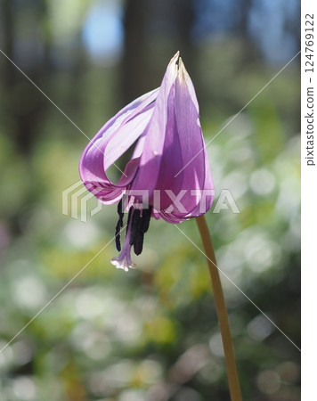 犬齒紫羅蘭花，其雌蕊在春光中閃閃發光（20250404110140） 124769122