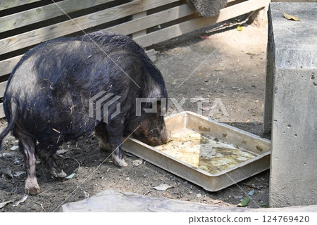 迷你豬吃食物 迷你豬吃食物 124769420