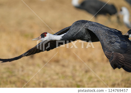 Flighted crane Flighted crane 124769457