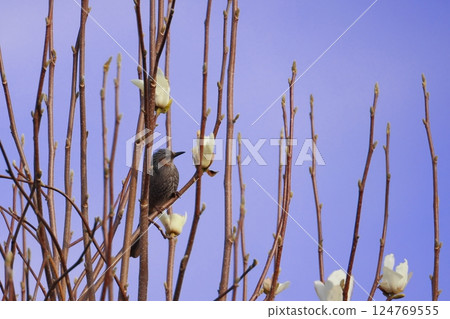 A bulbul perched on a tree 124769555