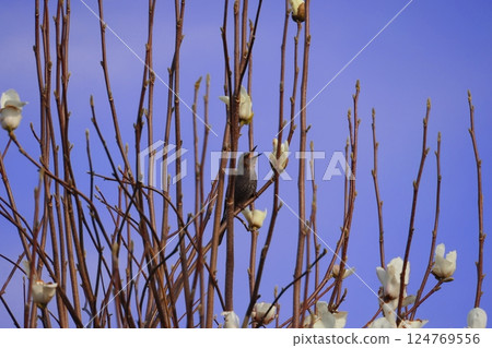 A bulbul perched on a tree 124769556