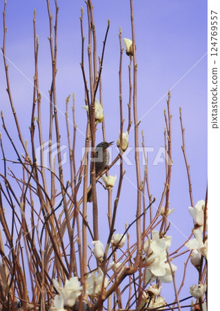 A bulbul perched on a tree 124769557