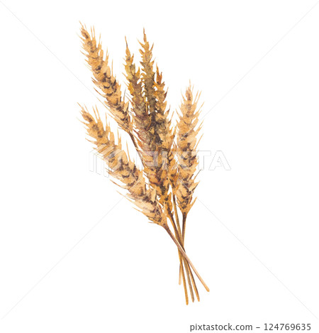 Watercolor malt spike bouquet. Barley stalks golden grain ears. Hand drawn illustration for beer production label, brewery menu, sticker, card design. Botanical realistic stile isolated clipart 124769635