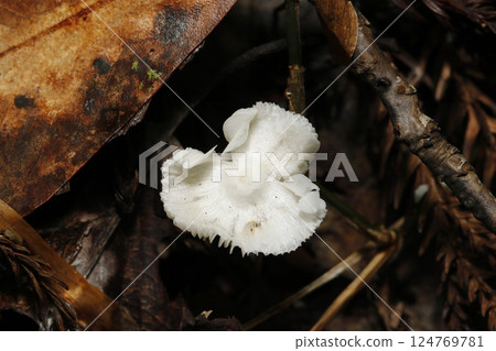 蘑菇白色菌蓋分裂成三椏菇的特寫（自然光 + 閃光燈微距特寫） 124769781