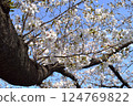 盛開的櫻花在藍天中閃耀 124769822