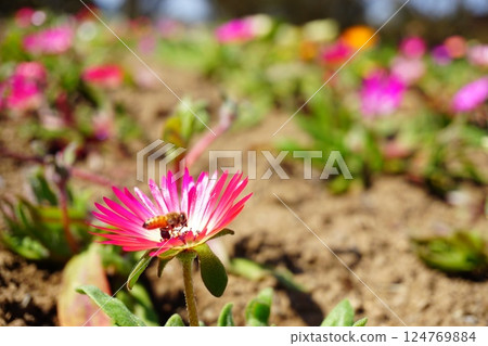 Livingstone Daisy and Bee Livingstone Daisy and Bee 124769884
