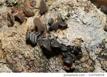 在黑暗林地中倒下的樹木上生長的美味野生木耳菇（微距閃光攝影） 124769936