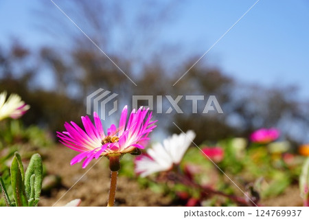 Flower bed 124769937