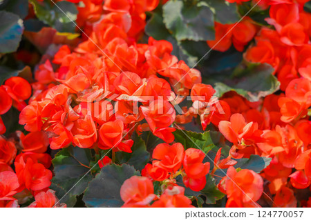 Vibrant Orange Flowers Blooming in a Garden During 124770057