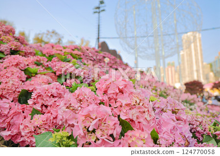 a Large pink and blue hydrangea flowers blooming. a Large pink and blue hydrangea flowers blooming. 124770058