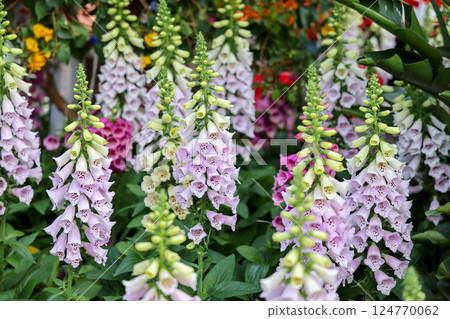 Blossoming Garden With Colorful Flowers in Full Bloom Blossoming Garden With Colorful Flowers in Full Bloom 124770062