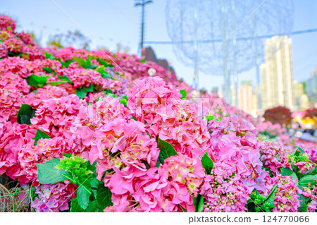 a Large pink and blue hydrangea flowers blooming. a Large pink and blue hydrangea flowers blooming. 124770066