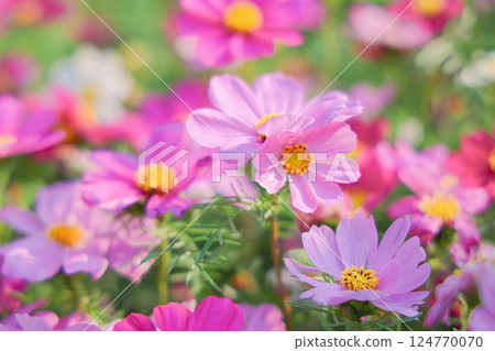 a Pink and white cosmos flowers in garden. Cosmos bipinnatus in Full Bloom 124770070