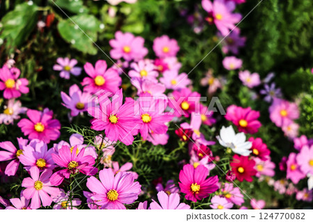 a Pink and white cosmos flowers in garden. Cosmos bipinnatus in Full Bloom a Pink and white cosmos flowers in garden. Cosmos bipinnatus in Full Bloom 124770082