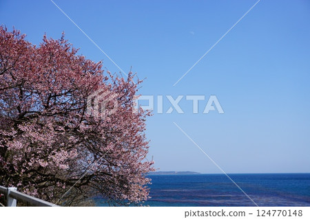 藍天和櫻花 藍天和櫻花 124770148