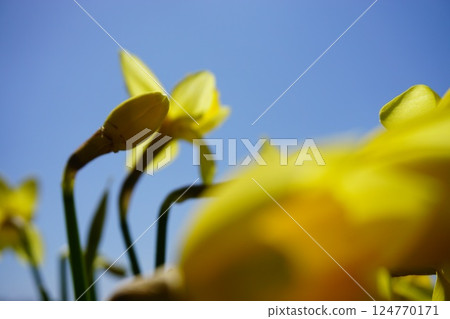 水仙花花 124770171