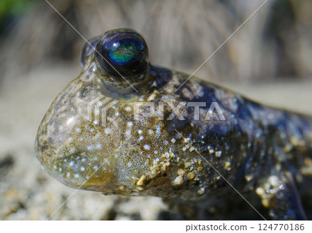 Minami Tobihaze 124770186