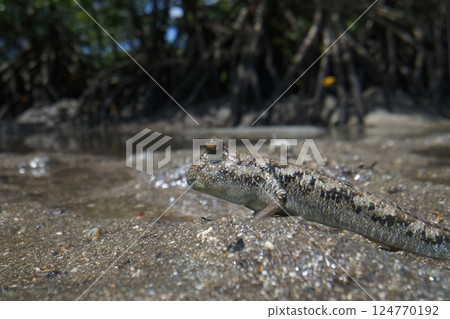 Minami Tobihaze Minami Tobihaze 124770192