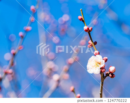 Neat white plum blossoms in full bloom heralding the arrival of spring 124770222