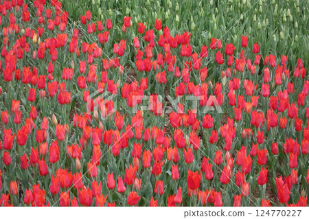 Radiant Tulips Blooming in April Sunshine.A captivating image of vibrant tulips in full bloom during April, bathed in gentle sunlight. 124770227