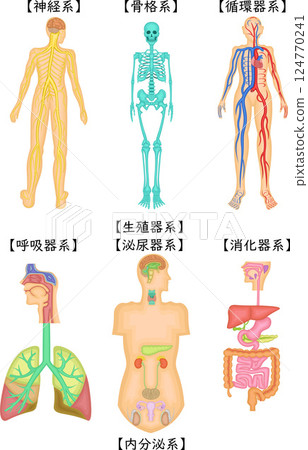 Human body structure illustration Japanese 124770241