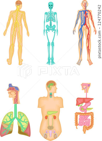 Human body structure illustration 124770242