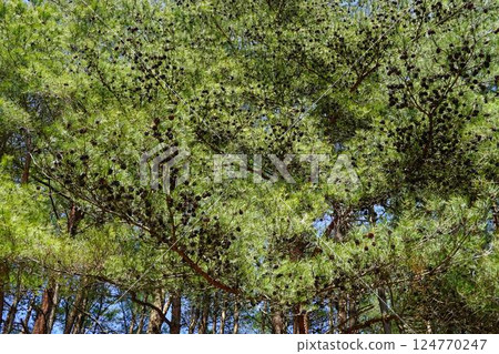 赤松森林 124770247