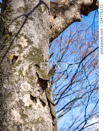 The trunk of a large Zelkova tree illuminated in the winter sun has endured the wind and snow The trunk of a large Zelkova tree illuminated in the winter sun has endured the wind and snow 124770271