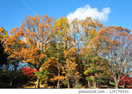 Autumn leaves at Aichi Health Forest Park 124770281