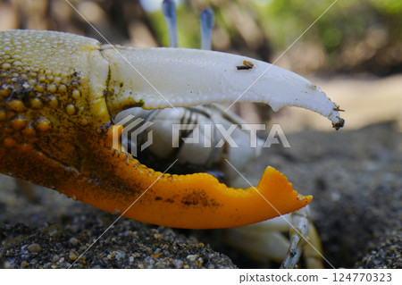 Shimei muneki 124770323